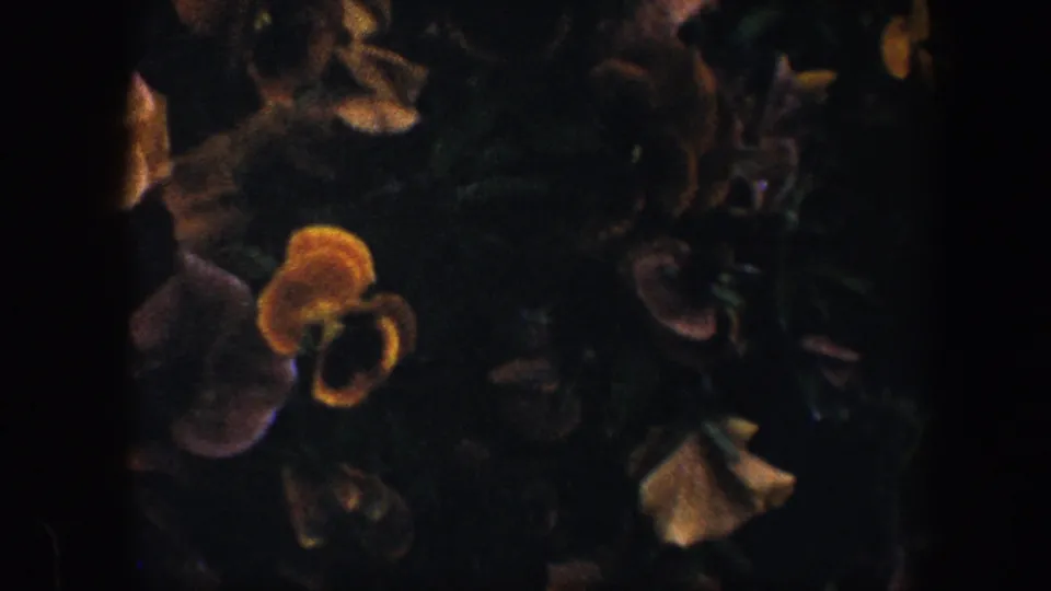 Soft 1960 8mm Baltimore frame of pansies and dark garden foliage, with yellow and pale blossoms in the foreground.