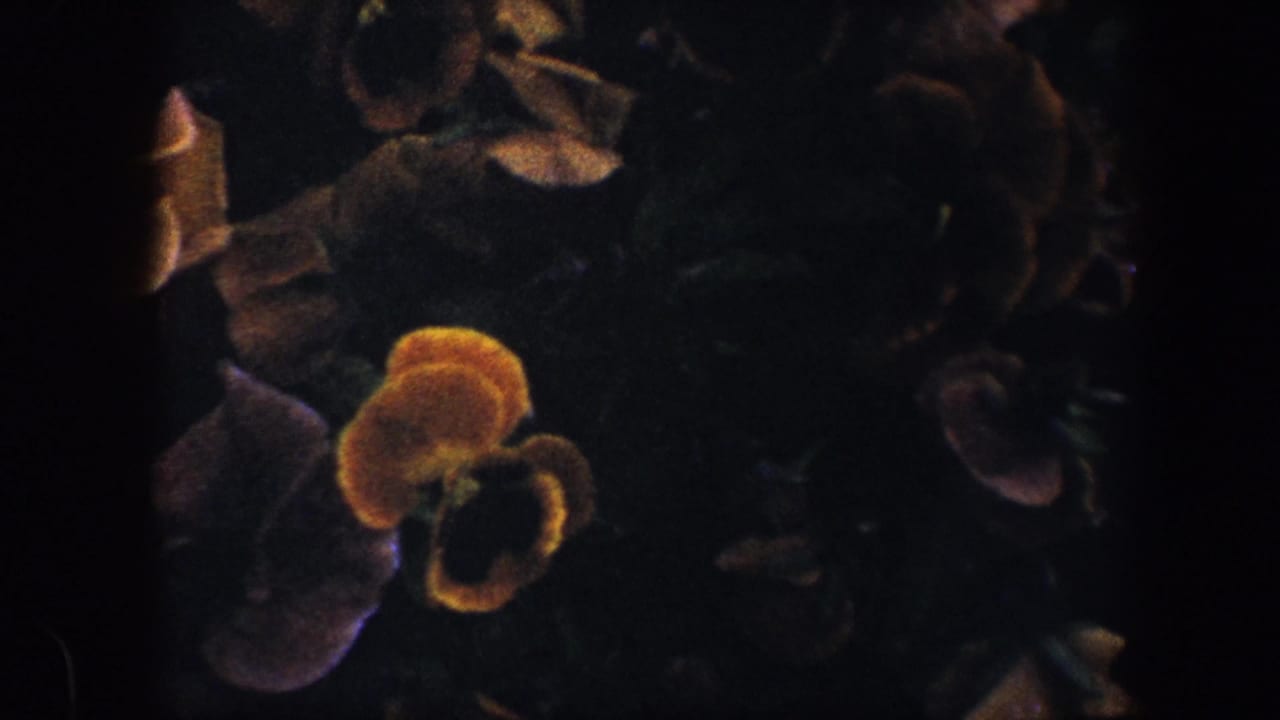 Pansy blooms and leaves with a dark vertical frame division nearby.