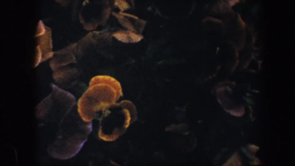 A yellow pansy bloom and surrounding purple petals sit in dim garden light on 1960 8mm film.