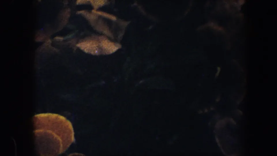 Final 1960 8mm frame showing a yellow pansy low in the composition with dim garden foliage behind it.