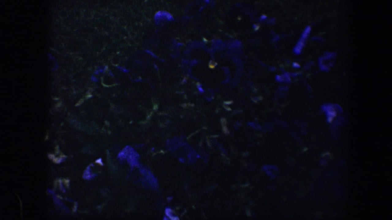 1960 Baltimore 8mm frame showing dark blue flowers and shadowed foliage under low, ultraviolet-like illumination.