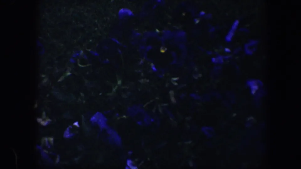 1960 Baltimore 8mm frame showing dark blue flowers and shadowed foliage under low, ultraviolet-like illumination.