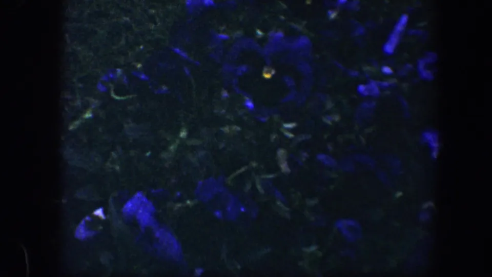 1960 Baltimore 8mm close-up of blue flowers and foliage, rendered in grainy low light with deep shadows.