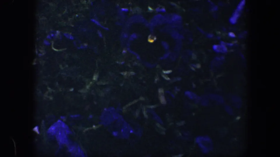 1960 Baltimore 8mm frame of a blue flower cluster and leafy stems, with muted detail from dark exposure.