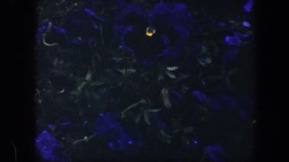 1960 Baltimore 8mm frame showing a dark blue flower with a bright yellow center amid shadowed foliage.