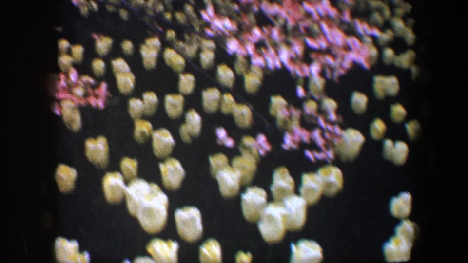 1960 Baltimore 8mm frame with clusters of yellow tulips below pink blossoms, filmed in soft focus against a dark garden area.
