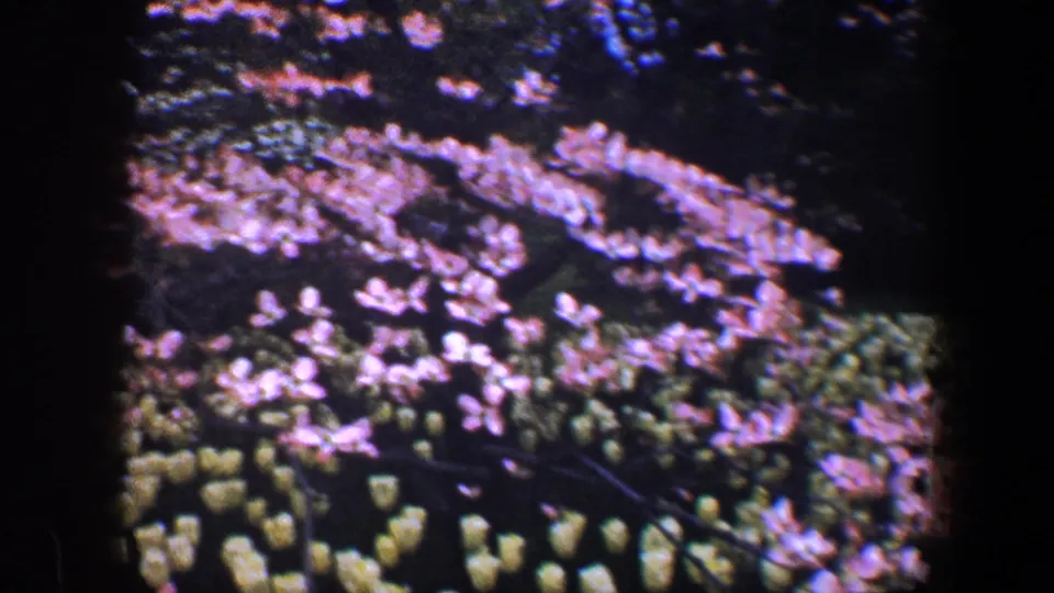1960 Baltimore 8mm frame showing pink blossoms spreading over yellow tulips, with a handheld home-movie composition.