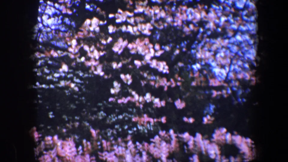 1960 Baltimore 8mm frame showing dense pink blossoms on tree branches, with dark foliage and soft color shifts from the film scan.