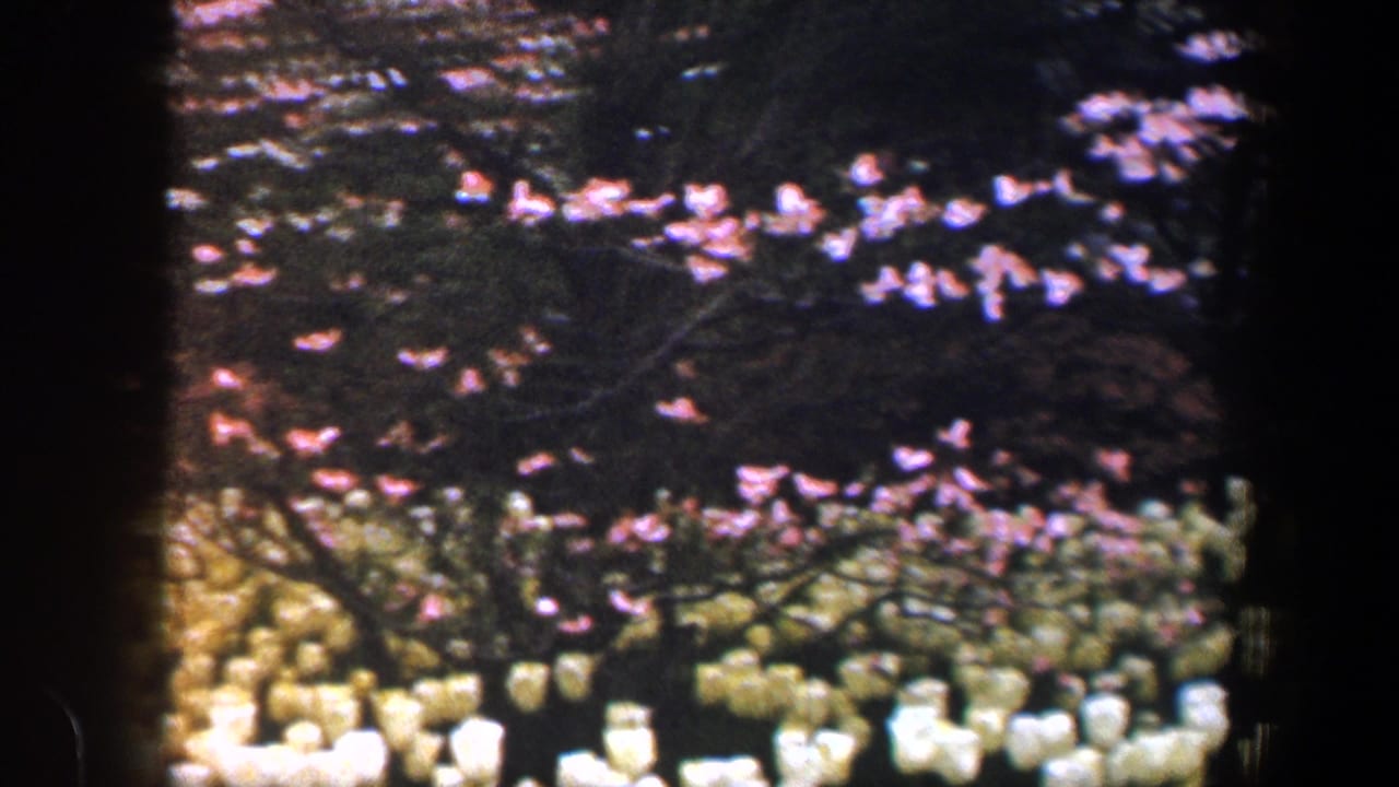 Rows of pale tulips beneath flowering tree branches in a dark garden setting.