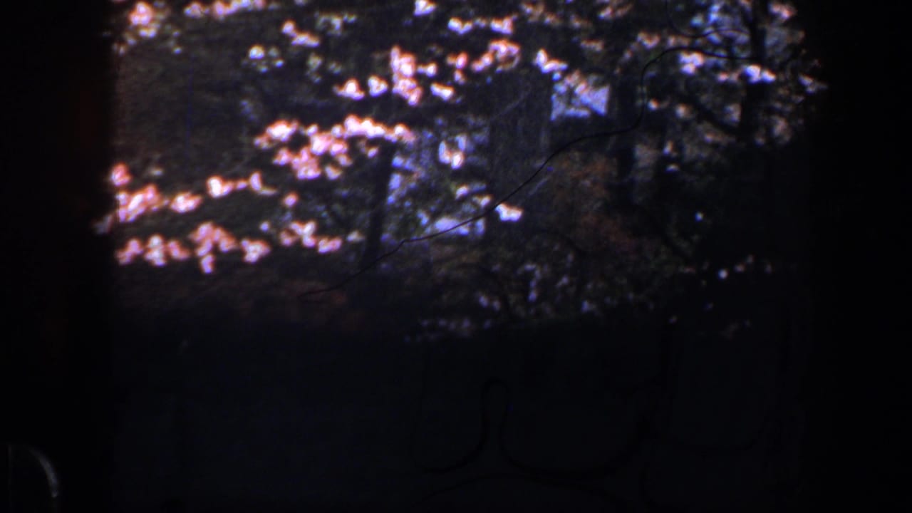 Soft 8mm garden frame from Baltimore, 1960, showing flowering branches against dark trees and dense greenery.
