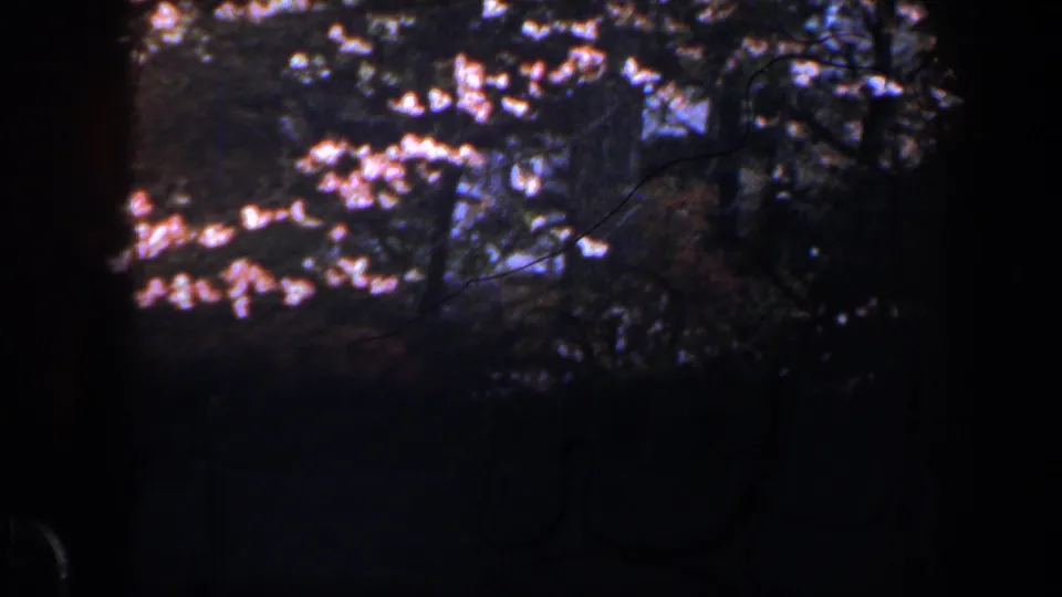 Soft 8mm garden frame from Baltimore, 1960, showing flowering branches against dark trees and dense greenery.