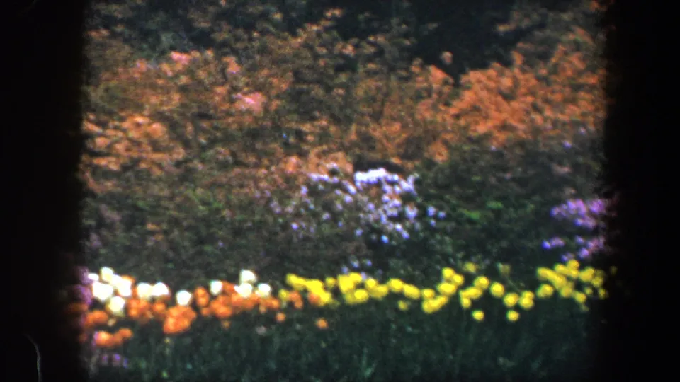 Soft 8mm frame from a 1960 Baltimore garden showing bright rows of tulips and flowering shrubs.