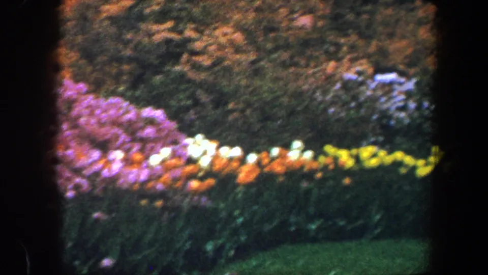 1960 Baltimore home-movie view of purple shrubs, white blossoms, yellow tulips, and lawn in a spring garden.
