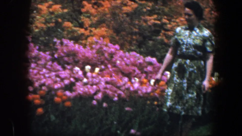 A woman in a patterned green dress walks near the camera past dense pink blooms and orange tulips in the supplied 1960 Baltimore footage.