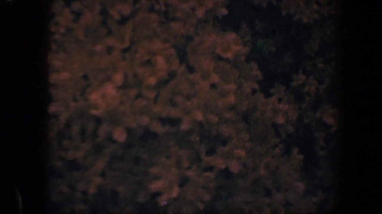 Soft, dark 8mm view of dense garden foliage and muted flowers after the couple has moved out of frame.