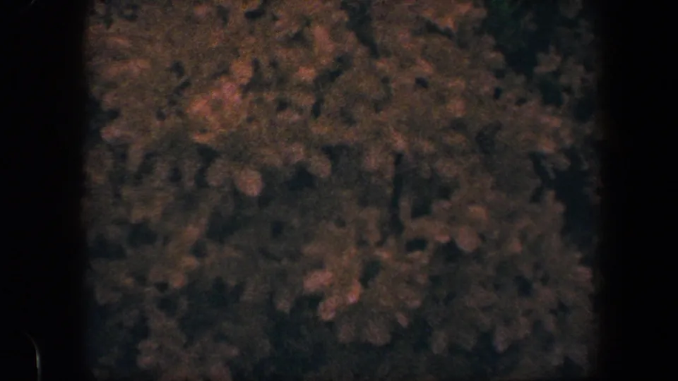Close 8mm garden cutaway showing shadowed leaves, scattered blossoms, and the dark border of the film frame.
