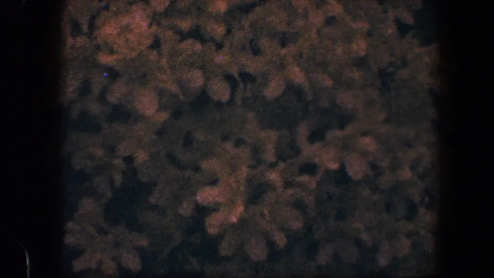 Final garden close-up from the 1960 Baltimore clip, with dense foliage and muted blossoms filling the small-gauge frame.
