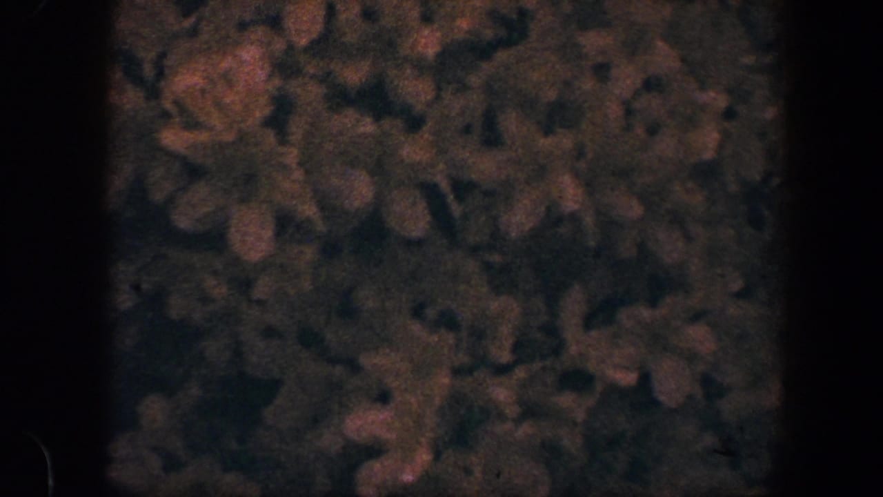 Close-up of a dark floral surface with muted orange blossoms in 1960 8mm home-movie footage from Baltimore metadata.