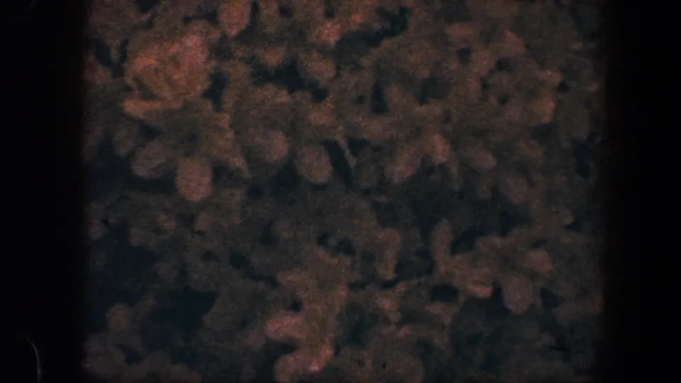 Close-up of a dark floral surface with muted orange blossoms in 1960 8mm home-movie footage from Baltimore metadata.