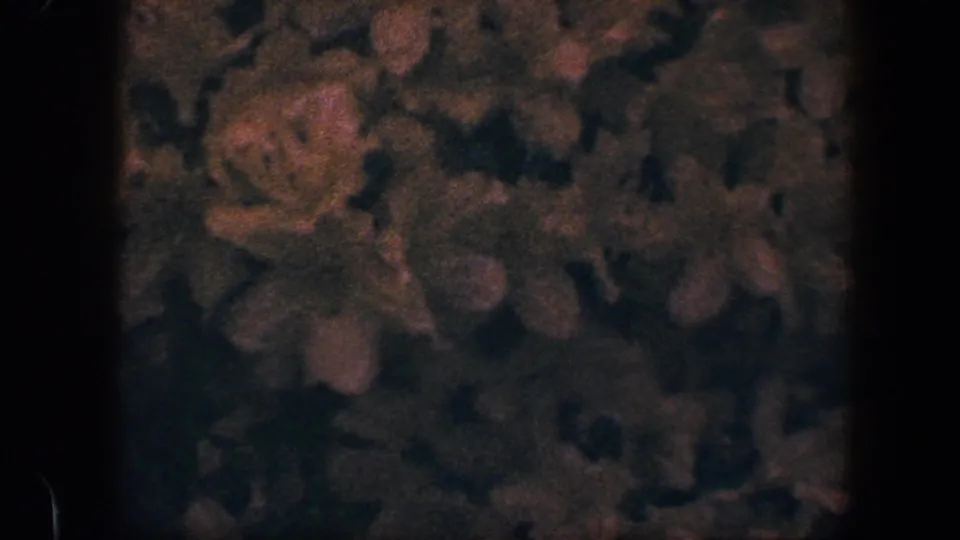 Dim close-up of orange-brown floral patterning on a dark surface, identified by metadata as 1960 Baltimore 8mm footage.