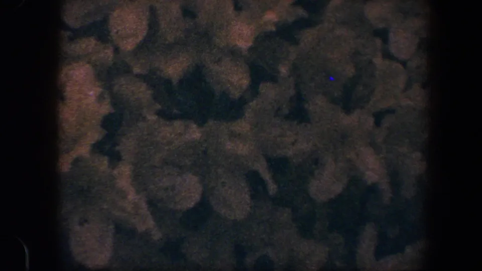 Grainy 8mm close-up of a dark floral pattern with muted blossoms and leaf-like forms, from a Baltimore 1960 home-movie clip.