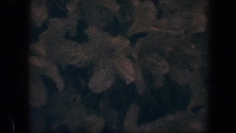 Final sampled frame of the 1960 Baltimore 8mm clip, showing a soft dark floral surface with muted orange-brown blossoms.