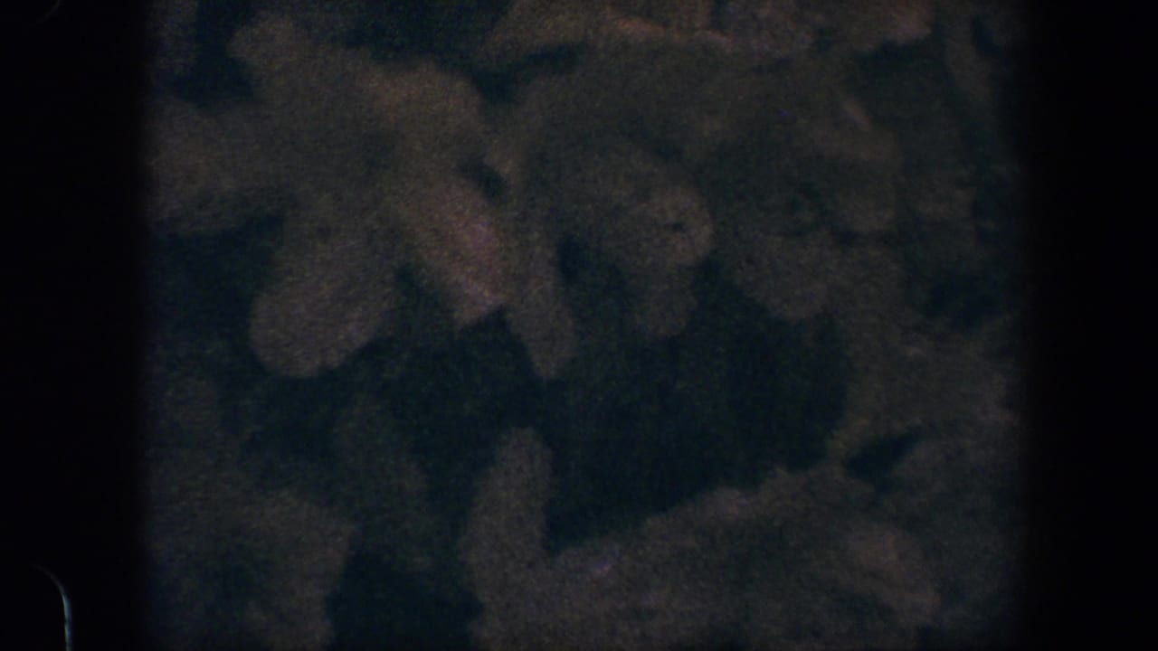 Soft close view of dark shrub leaves with pale blossoms in dim overcast light.