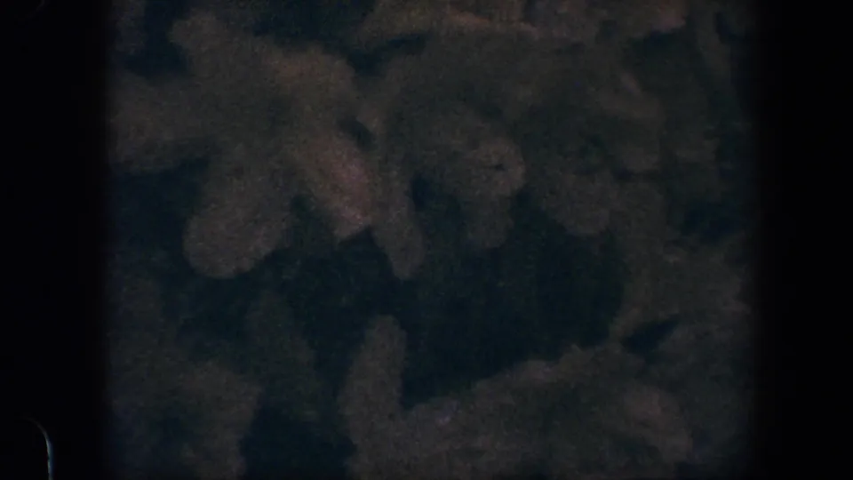 1960 Baltimore 8mm frame showing dark green shrub foliage with scattered pale blossoms, soft focus, and muted color.