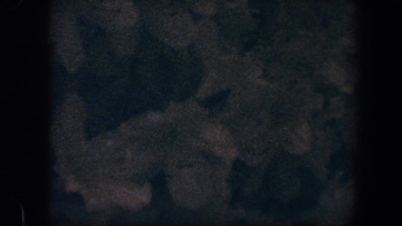 Close view of a leafy shrub with pale flowers, partly darkened by film exposure.