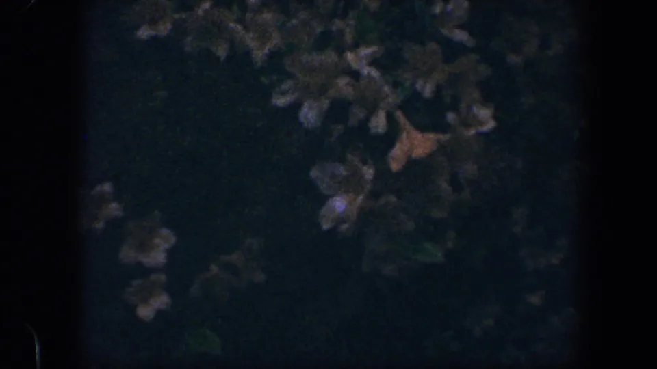 Baltimore 1960 8mm frame showing lower shrub foliage, small pale flower clusters, and a few brownish leaves in low light.