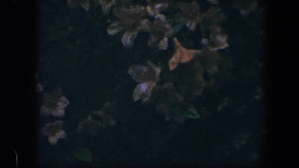 1960 Baltimore 8mm frame with dark green shrub foliage, scattered pale blossoms, and a small orange-brown leaf under cloudy light.