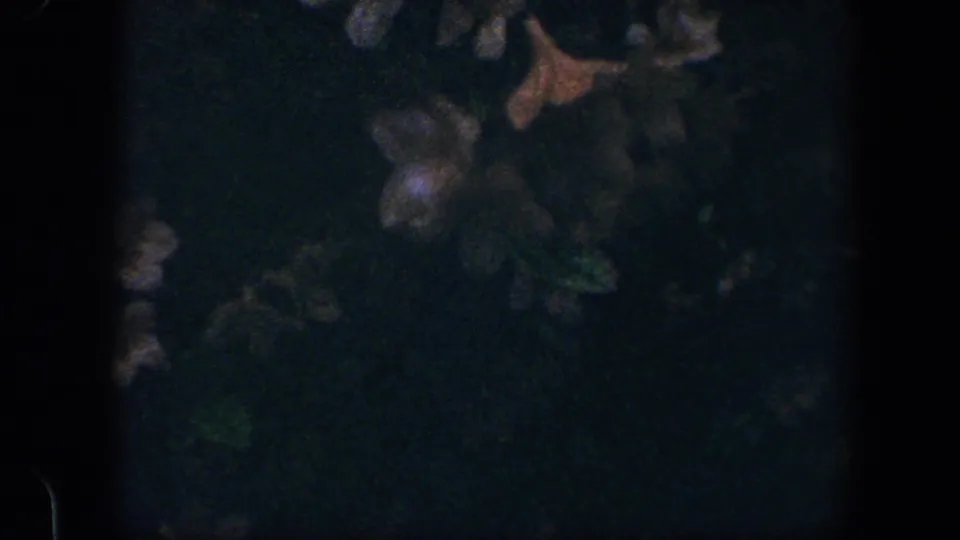 1960 Baltimore 8mm frame showing a very dark garden view with indistinct leaves, shadow, and film-edge artifacts.