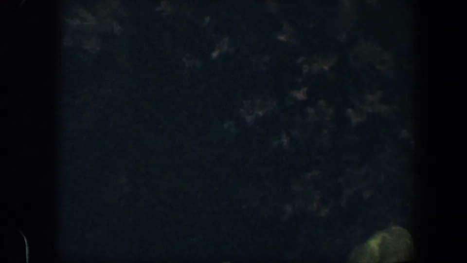 1960 Baltimore 8mm frame with deep shadow, faint garden foliage, and minimal visible blossom detail.