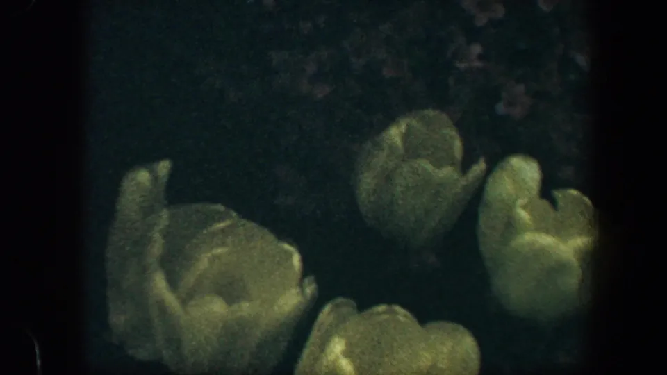1960 Baltimore 8mm frame showing several pale yellow tulips against dark foliage and shadow.