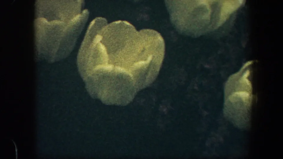 1960 Baltimore 8mm frame with pale yellow tulip blooms glowing softly in a low-light garden view.