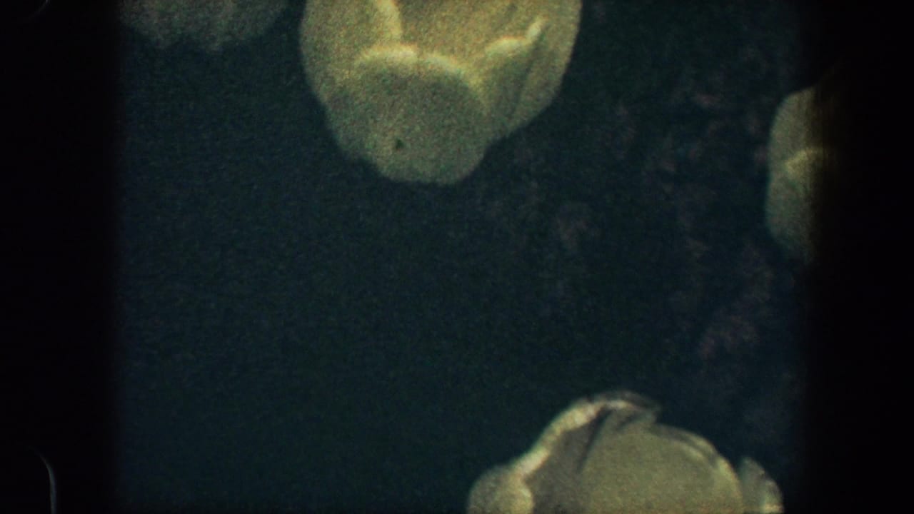 1960 Baltimore 8mm frame showing yellow tulips in soft focus against a dark green-blue background.
