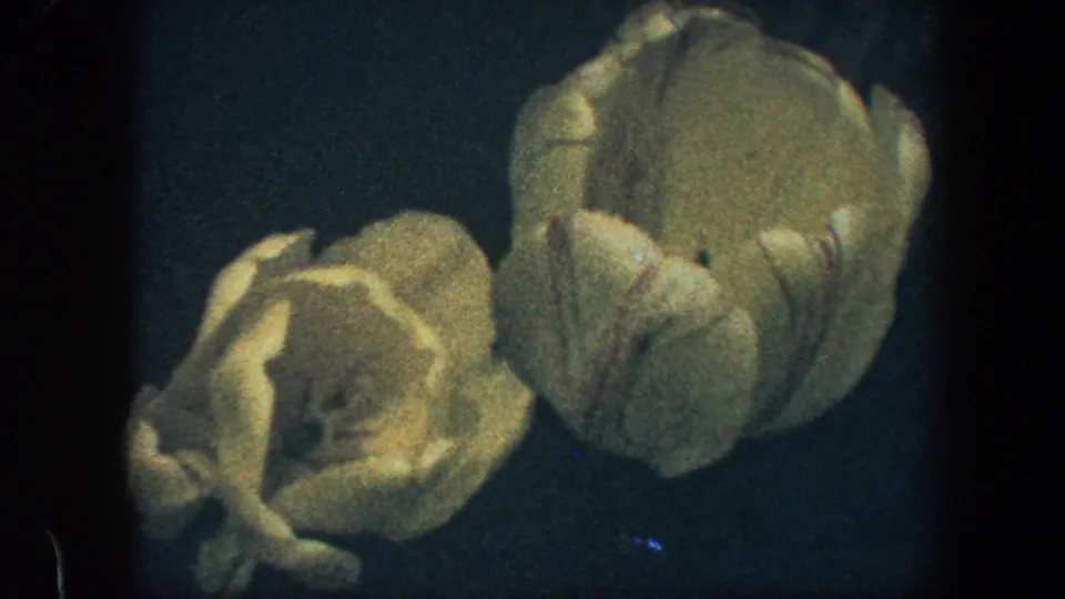 1960 Baltimore 8mm close-up of yellow tulip petals, with soft exposure and visible grain.