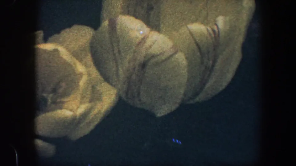 1960 Baltimore 8mm frame with a large yellow tulip bloom filling the foreground against a dark backdrop.