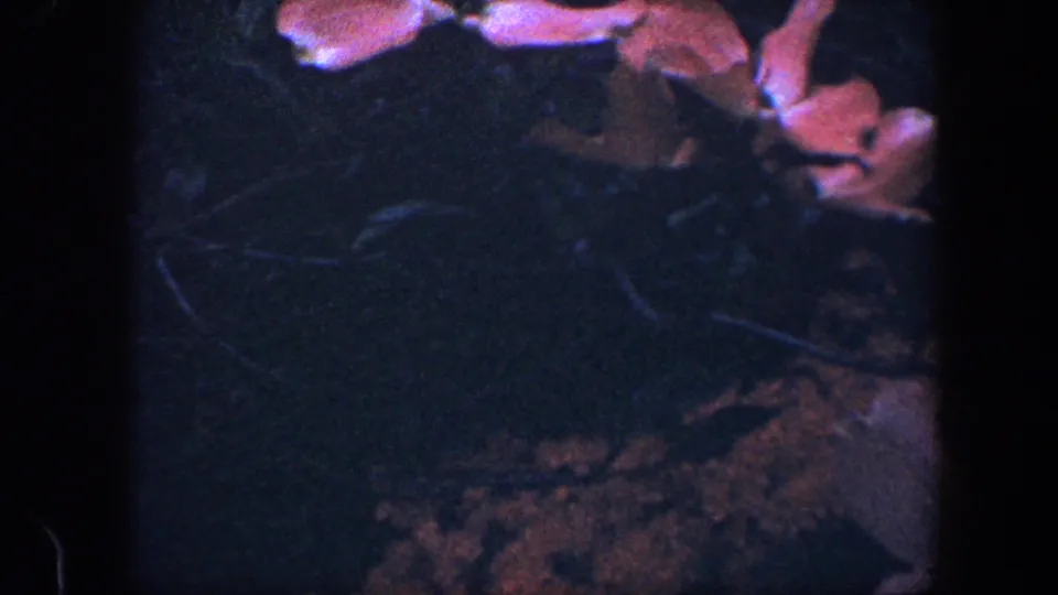 1960 Baltimore 8mm frame with pink blossoms at the upper edge and dark foliage filling most of the view.