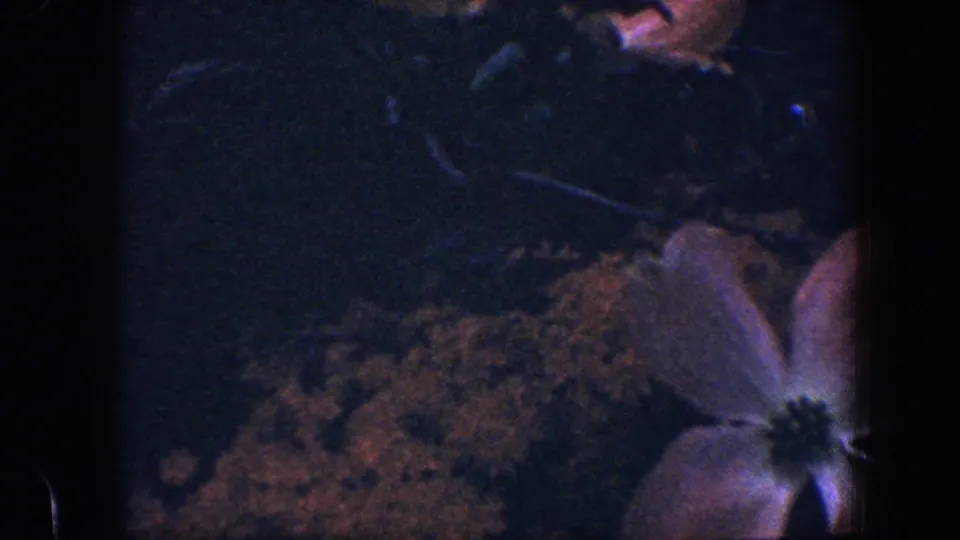 1960 Baltimore home-movie frame showing a pale dogwood-like flower partly cropped at lower right against dark foliage.