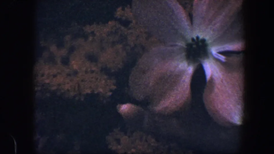1960 Baltimore 8mm frame with a large pale dogwood-like blossom in close-up and dark foliage in the background.