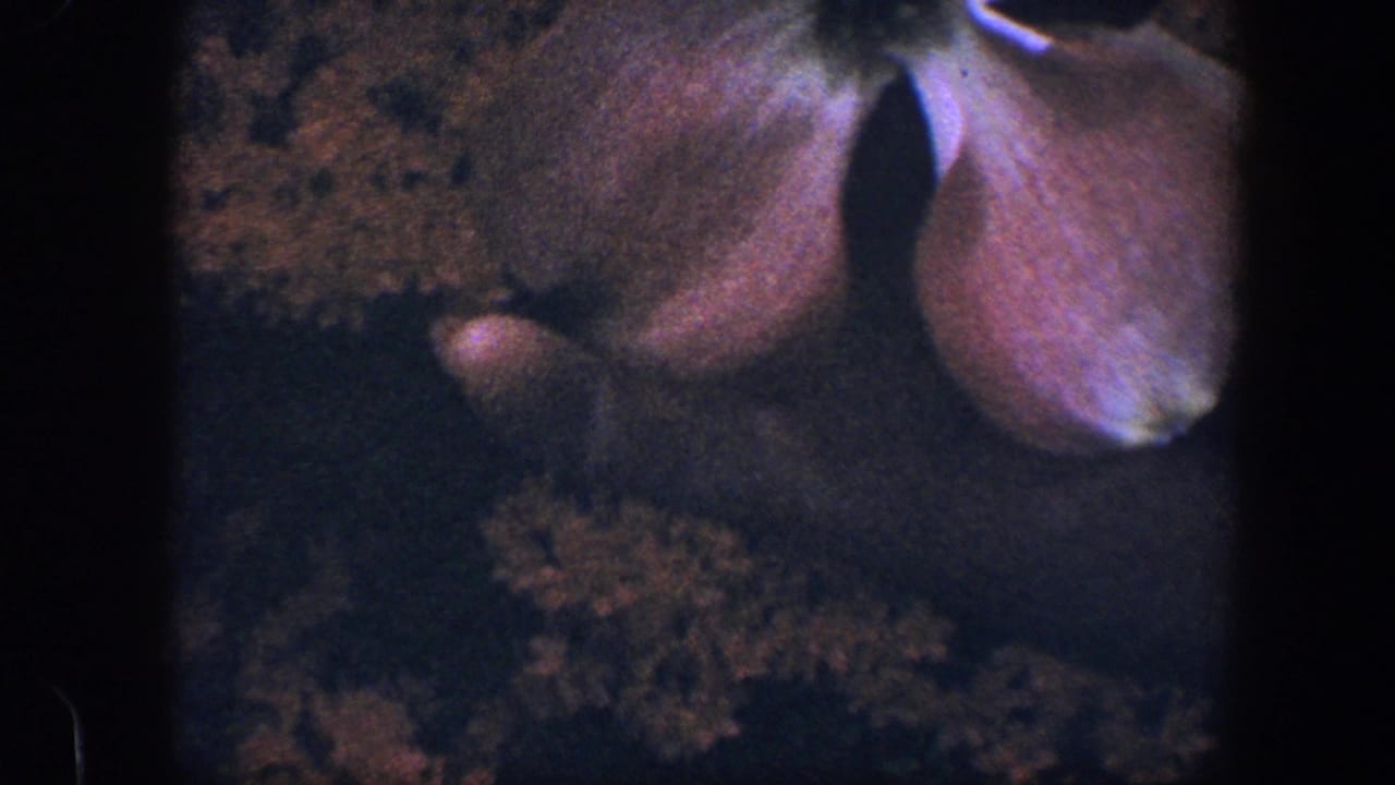 Close view of pale blossoms above dark foliage in a dim 8mm frame.