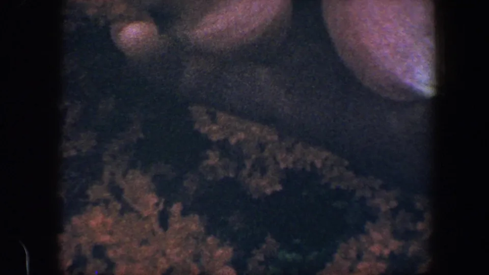 1960 Baltimore 8mm frame with cropped blossoms near the top edge and dense, shadowed foliage below.