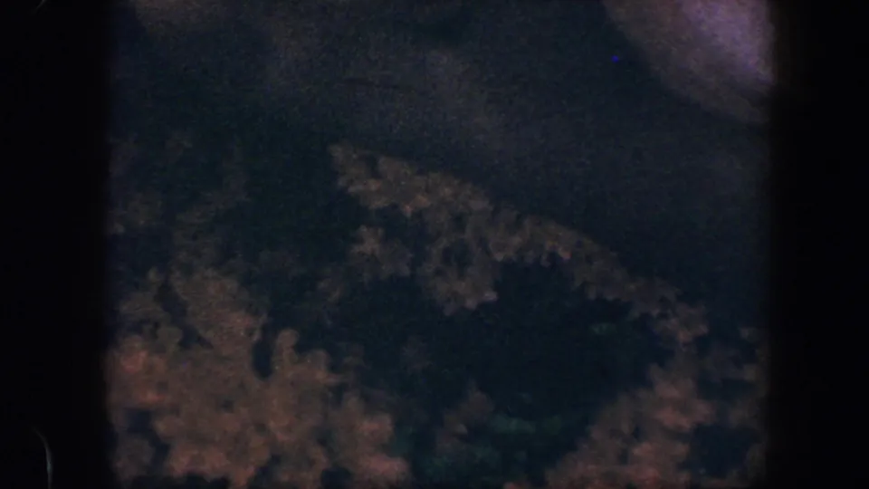 1960 Baltimore 8mm frame showing shadowed greenery and a partly visible pale blossom at the top of the frame.