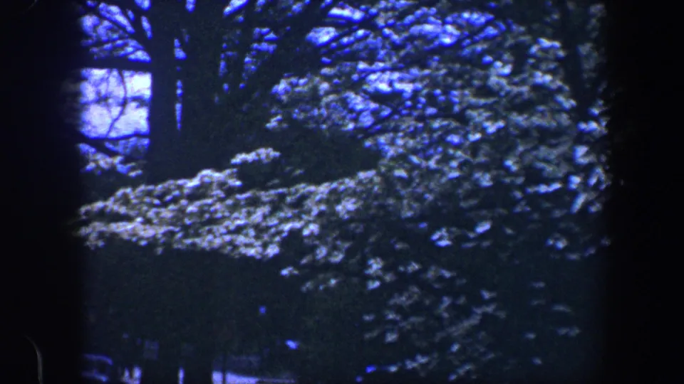 1960 Baltimore 8mm frame showing flowering tree branches and a dark trunk against a cool blue, overcast-looking sky.