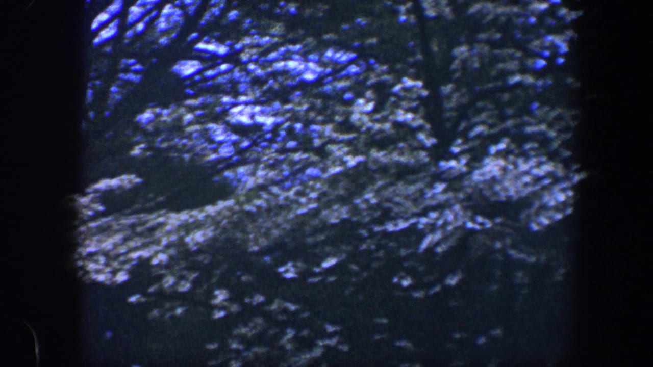 1960 8mm Baltimore-area forest canopy with dense leaves, blue highlights, and deep shadowed areas.
