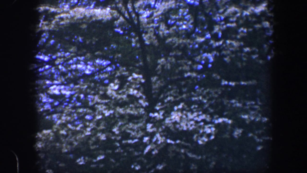 Leafy trees and branches seen through a dark, grainy film frame.