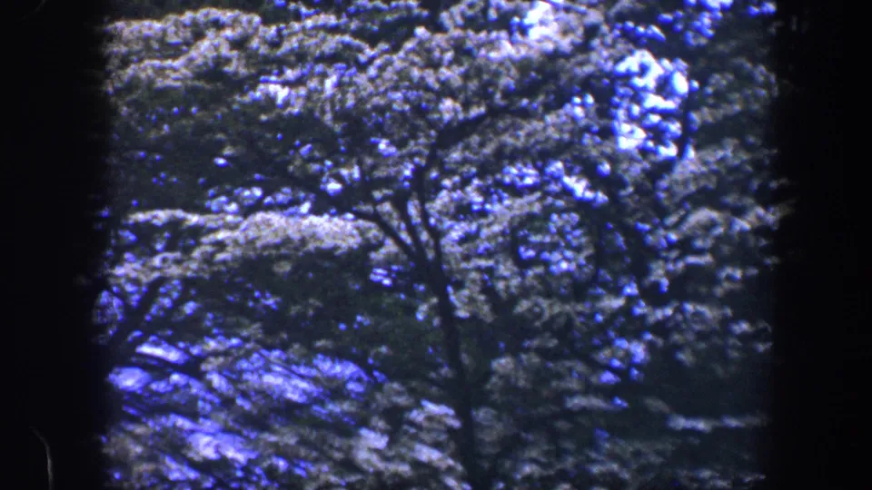 1960 8mm Baltimore nature frame showing layered forest foliage with blue-shifted light and heavy grain.