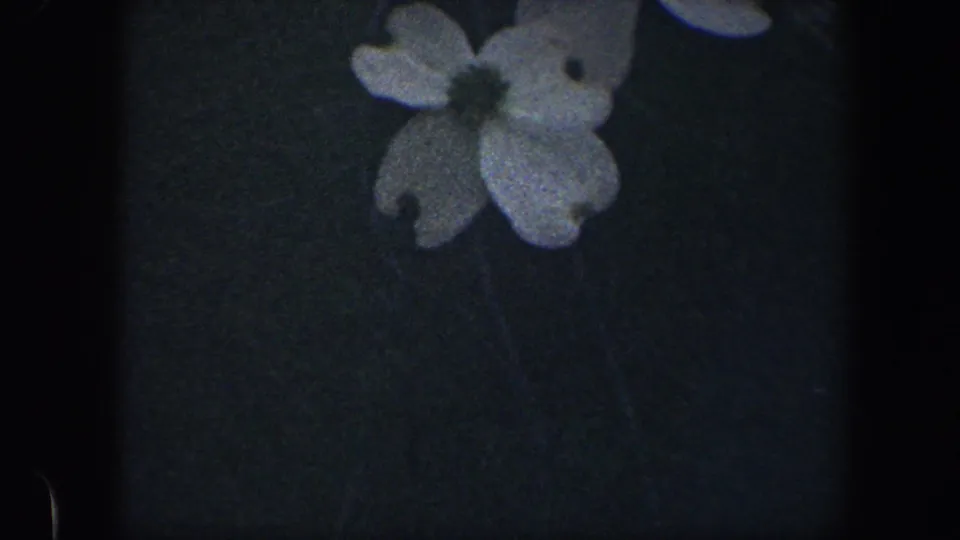 Close-up of a pale white flower in the 1960 Baltimore 8mm nature footage, set against a dark background.