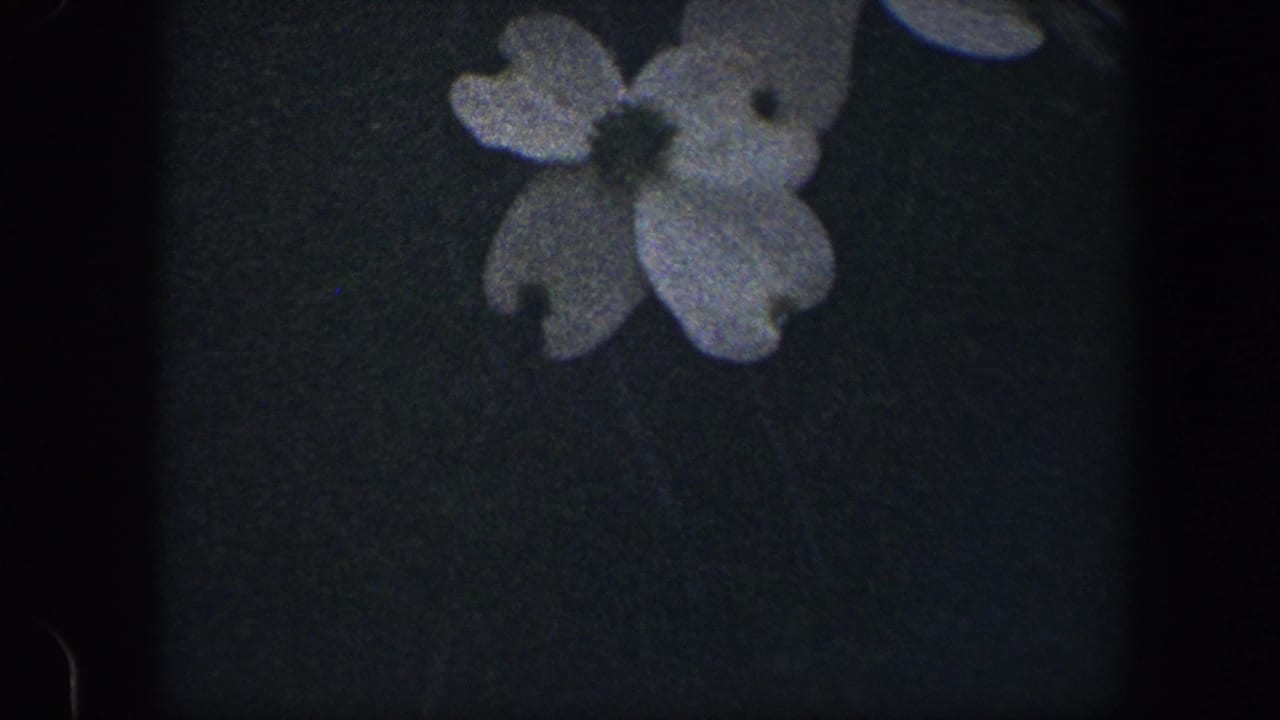 1960 Baltimore 8mm frame showing two soft-focus white dogwood flowers against a dark textured background.